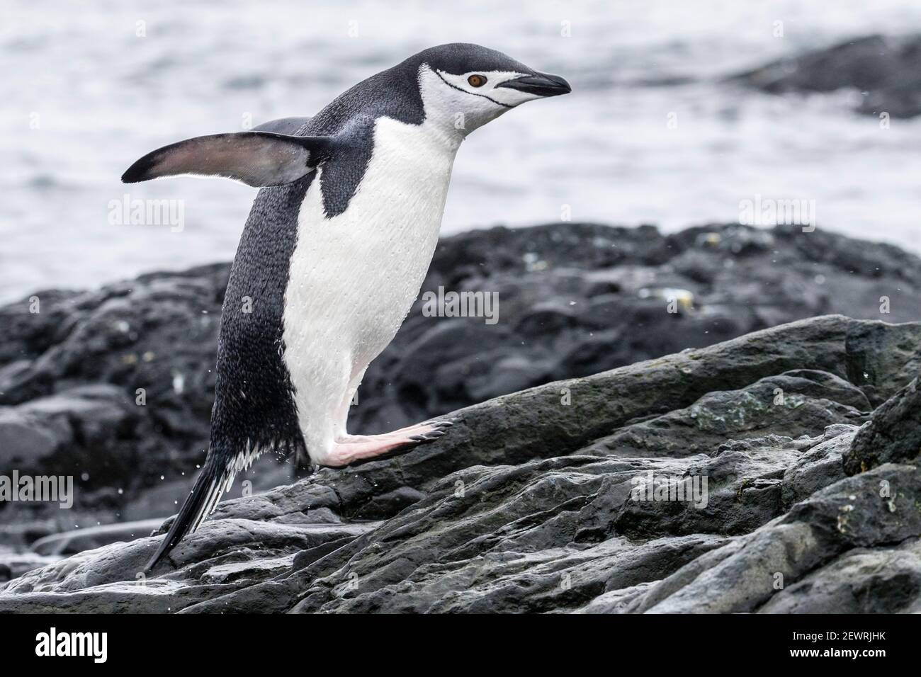 Pinguino Chinstrap (Pigoscelis antarcticus), che salta dal mare presso la colonia di riproduzione sull'isola di Barrientos, Antartide, regioni polari Foto Stock