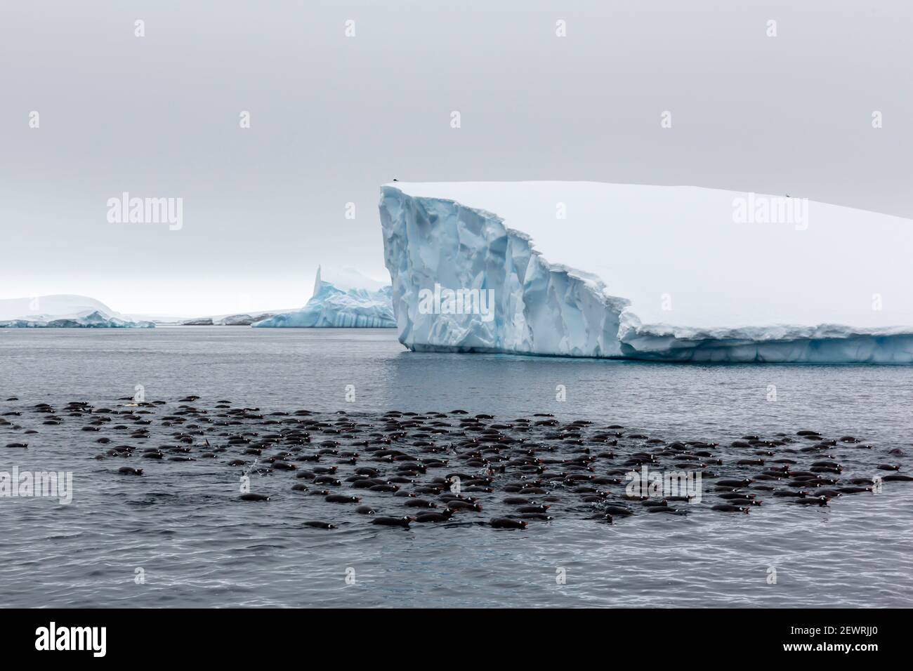 Grande zattera di pinguini gentoo (Pigoschelis papua), alimentazione di gruppo a Stoth Island, Antartide, regioni polari Foto Stock
