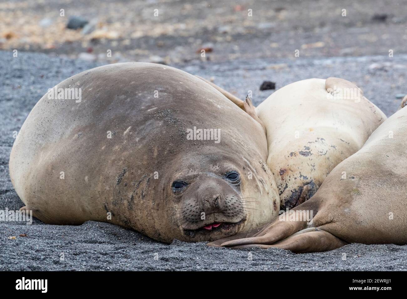 Foche di elefanti meridionali (Mirounga leonina), trasportate sulla spiaggia, Isole Barrientos, Antartide, regioni polari Foto Stock