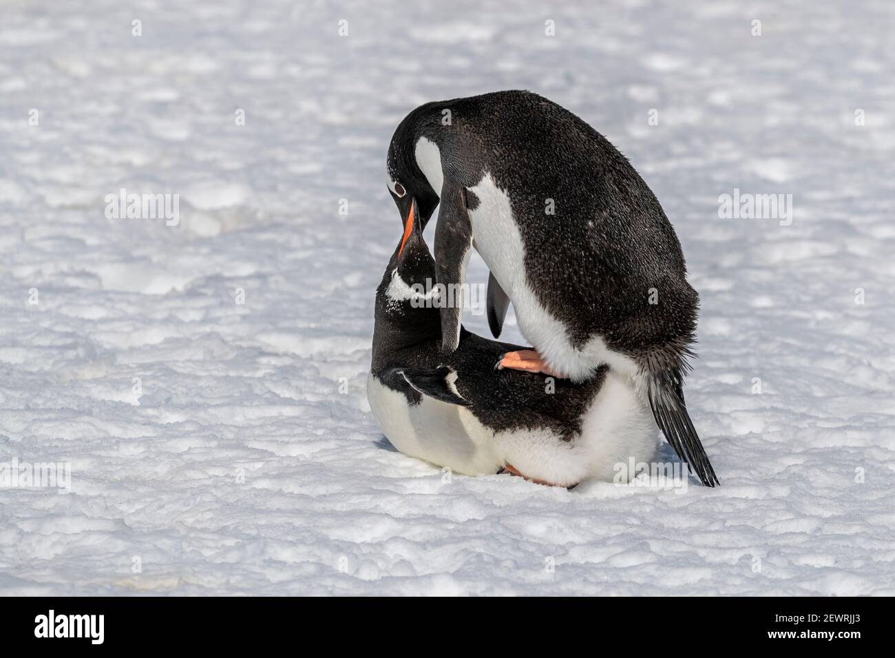 Coppia di pinguini Gentoo (Pigoschelis papua), che si accoppiano al sito di colonia di riproduzione sull'isola di Cuverville, Antartide, regioni polari Foto Stock