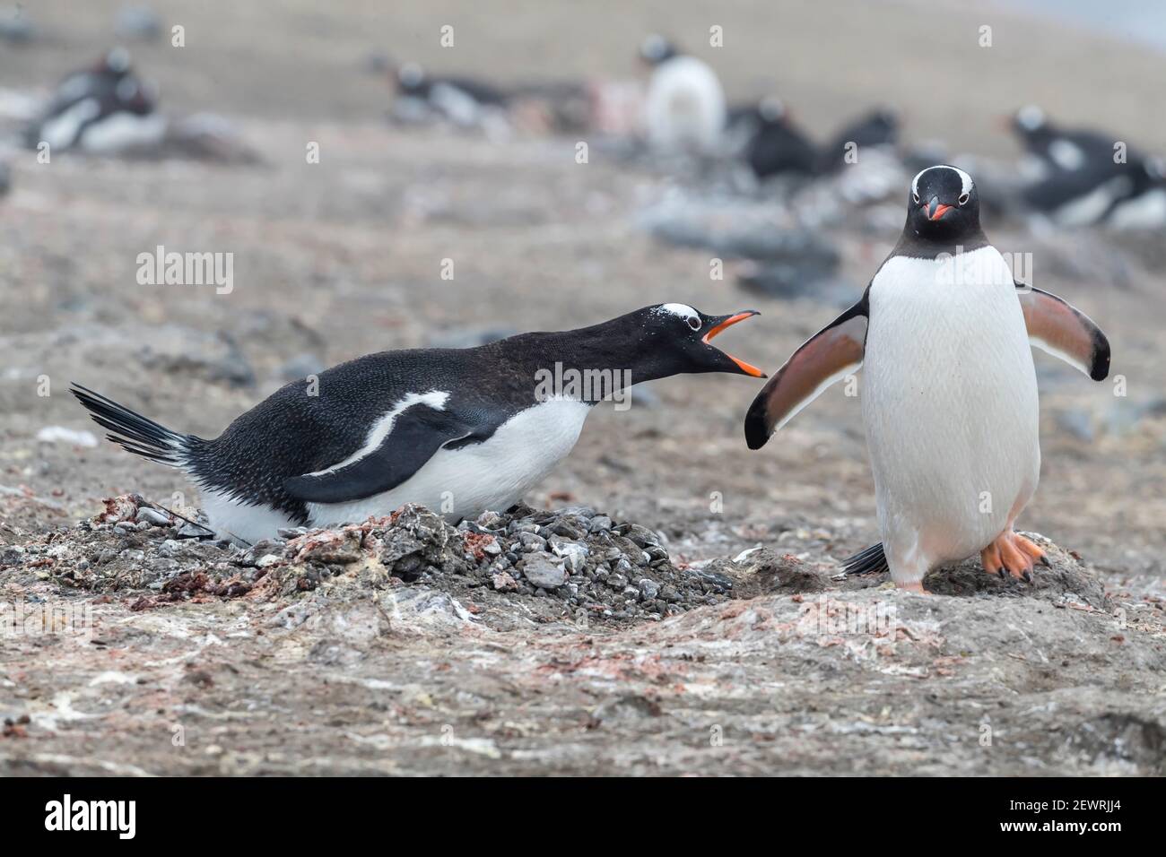 Pinguini Gentoo (Pigoscelis papua), a colonia di riproduzione sull'isola di Barrientos, Antartide, regioni polari Foto Stock