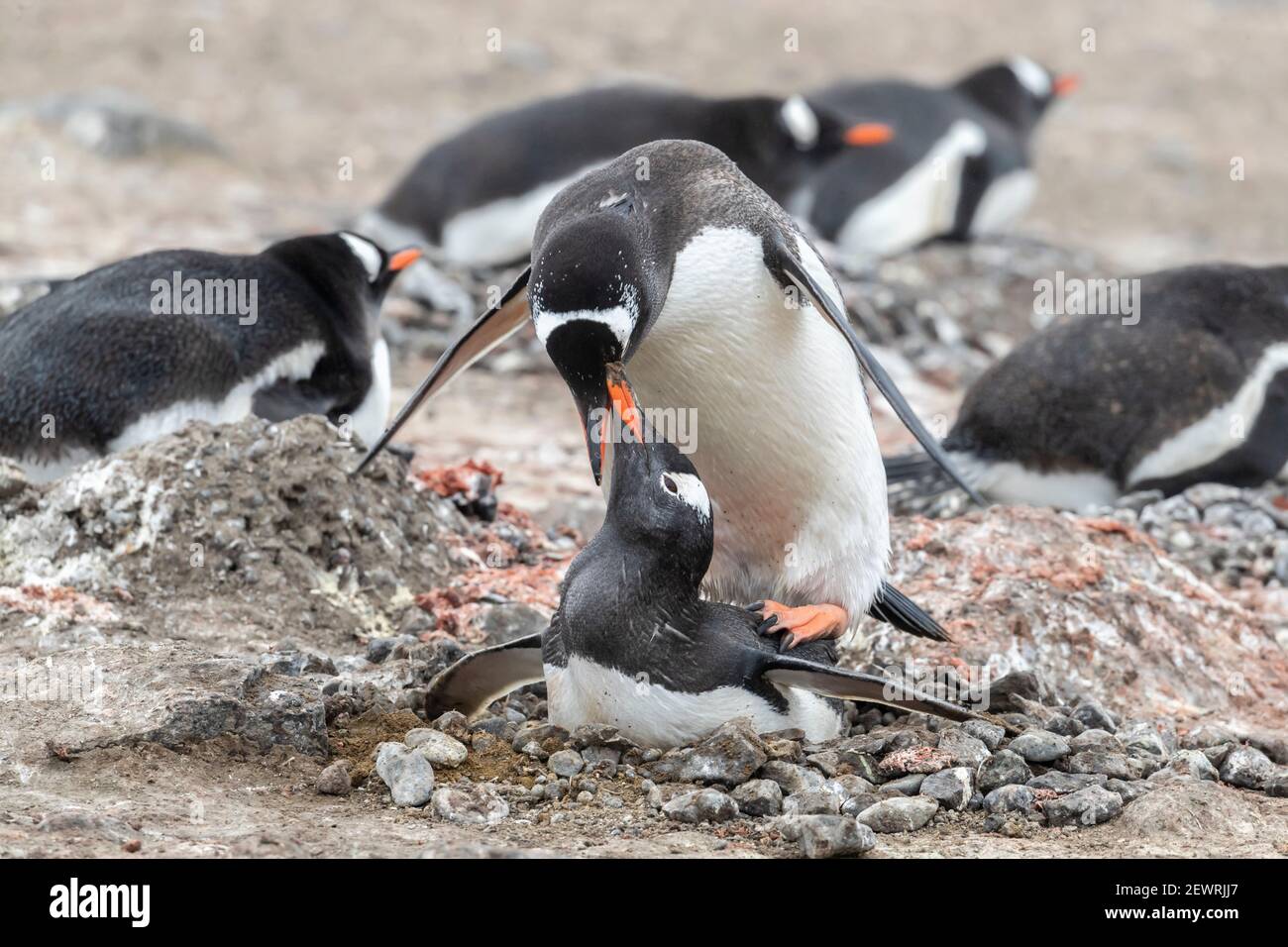Pinguini Gentoo (Pigoschelis papua), che si accoppiano alla colonia di riproduzione sull'isola di Barrientos, Antartide, regioni polari Foto Stock