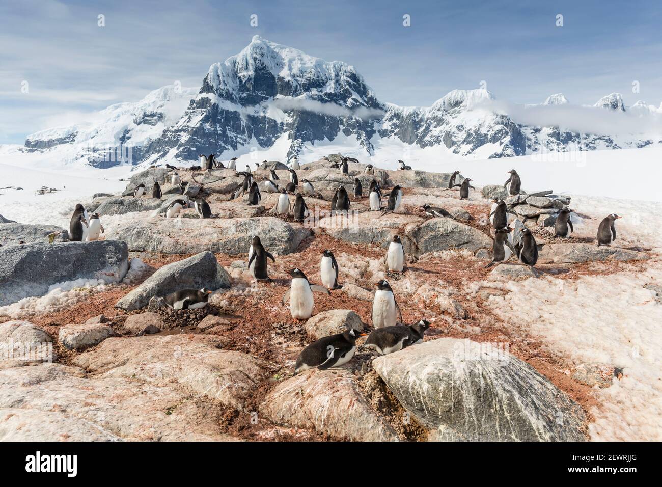 Pinguini Gentoo (Pigoscelis papua), colonia di riproduzione sull'isola di Weincke, canale di Naumeyer, Antartide, regioni polari Foto Stock