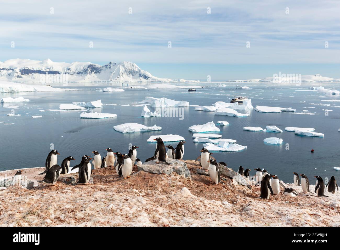 Pinguini Gentoo (Pigoscelis papua), colonia di riproduzione sull'isola di Cuverville, Antartide, regioni polari Foto Stock
