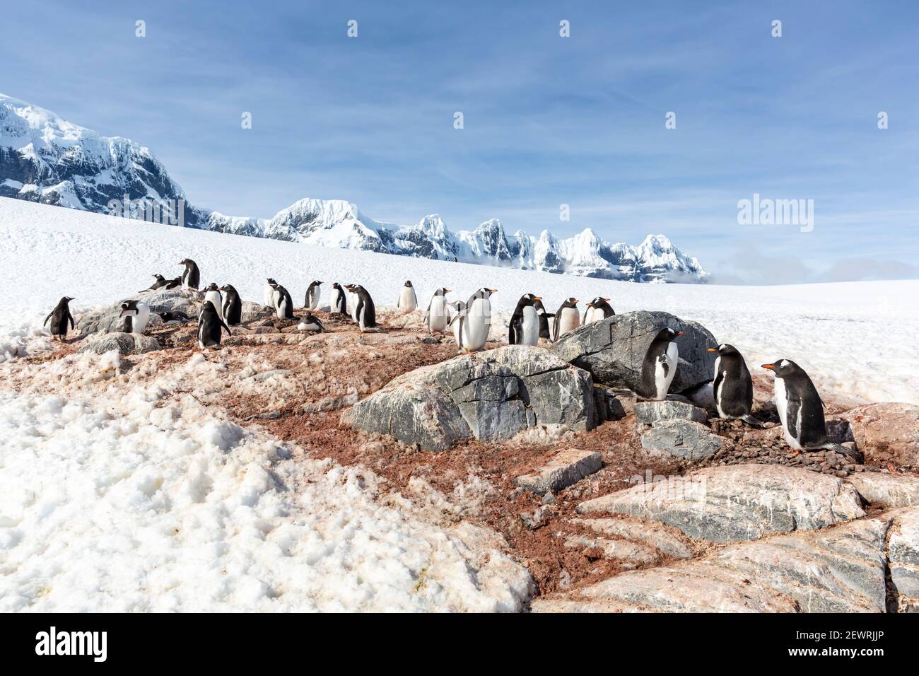 Pinguini Gentoo (Pigoscelis papua), colonia di riproduzione sull'isola di Weincke, canale di Naumeyer, Antartide. Foto Stock