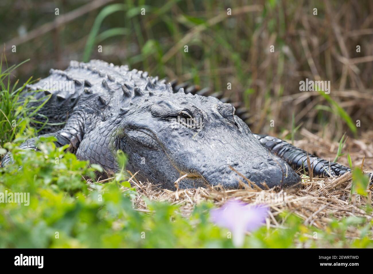 Alligatore americano (Alligator missisippiensis), a riposo accanto all'Anhinga Trail, Everglades National Park, Florida, Stati Uniti d'America Foto Stock