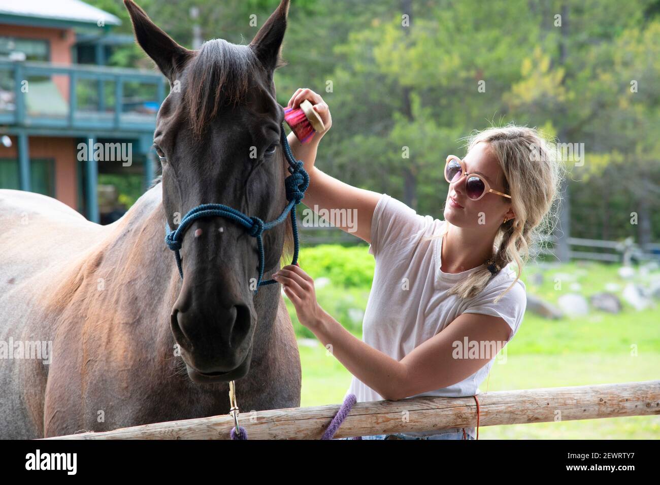 Una giovane donna brinda un cavallo in una stalla prima di un giro in pista a Merritt, Columbia Britannica, Canada, Nord America Foto Stock