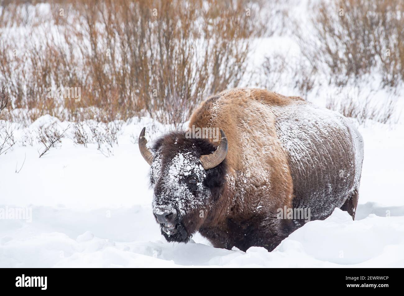 Bisonti innevati (Bison bison), Parco Nazionale di Yellowstone, Sito Patrimonio dell'Umanità dell'UNESCO, Wyoming, Stati Uniti d'America, Nord America Foto Stock