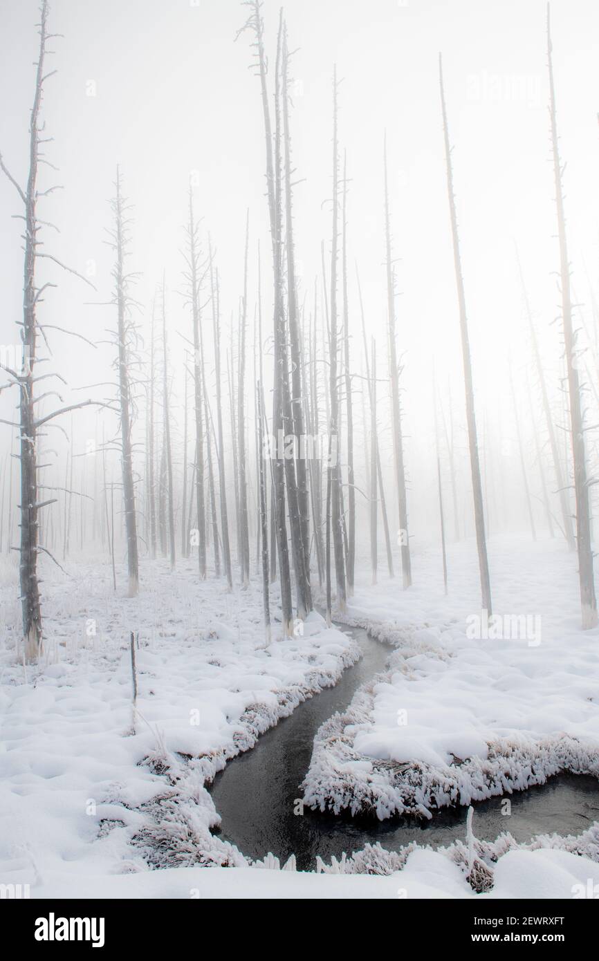 Snowscape con ruscello e alberi nella nebbia, Yellowstone National Park, patrimonio dell'umanità dell'UNESCO, Wyoming, Stati Uniti d'America, Nord America Foto Stock