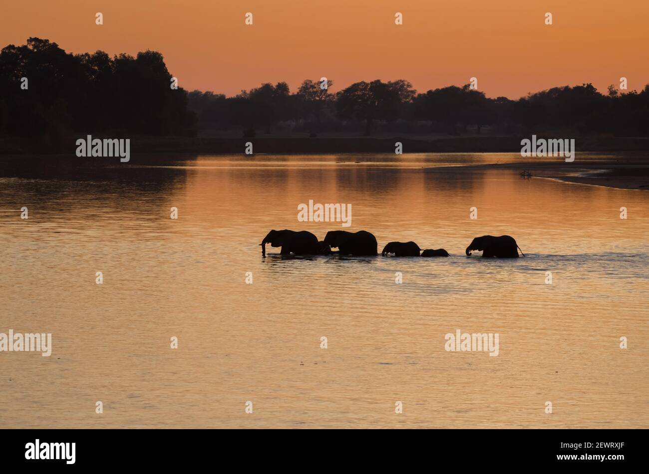 Silhouette di elefanti (Loxodonta) che attraversano il fiume alla luce del mattino, South Luangwa National Park, Zambia, Africa Foto Stock