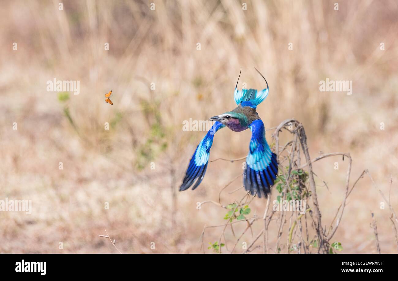 Rullo tostato lilla (Coracias caudatus), farfalla da caccia, Parco Nazionale Luangwa Sud, Zambia, Africa Foto Stock