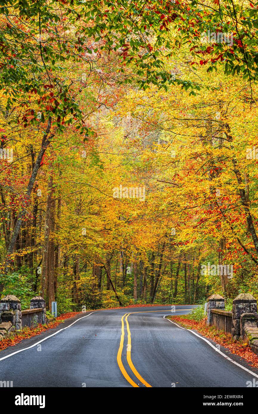 Strade autunnali nella Pisgah National Forest, Carolina del Nord, Stati Uniti. Foto Stock