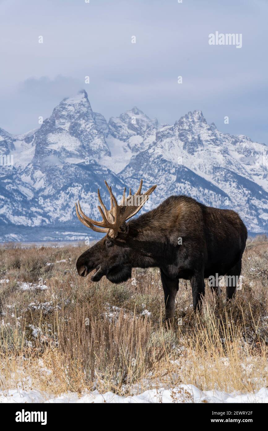 Verticale di alce toro (Alces alces), davanti al picco Grand Teton, Grand Teton National Park, Wyoming, Stati Uniti d'America, Nord America Foto Stock