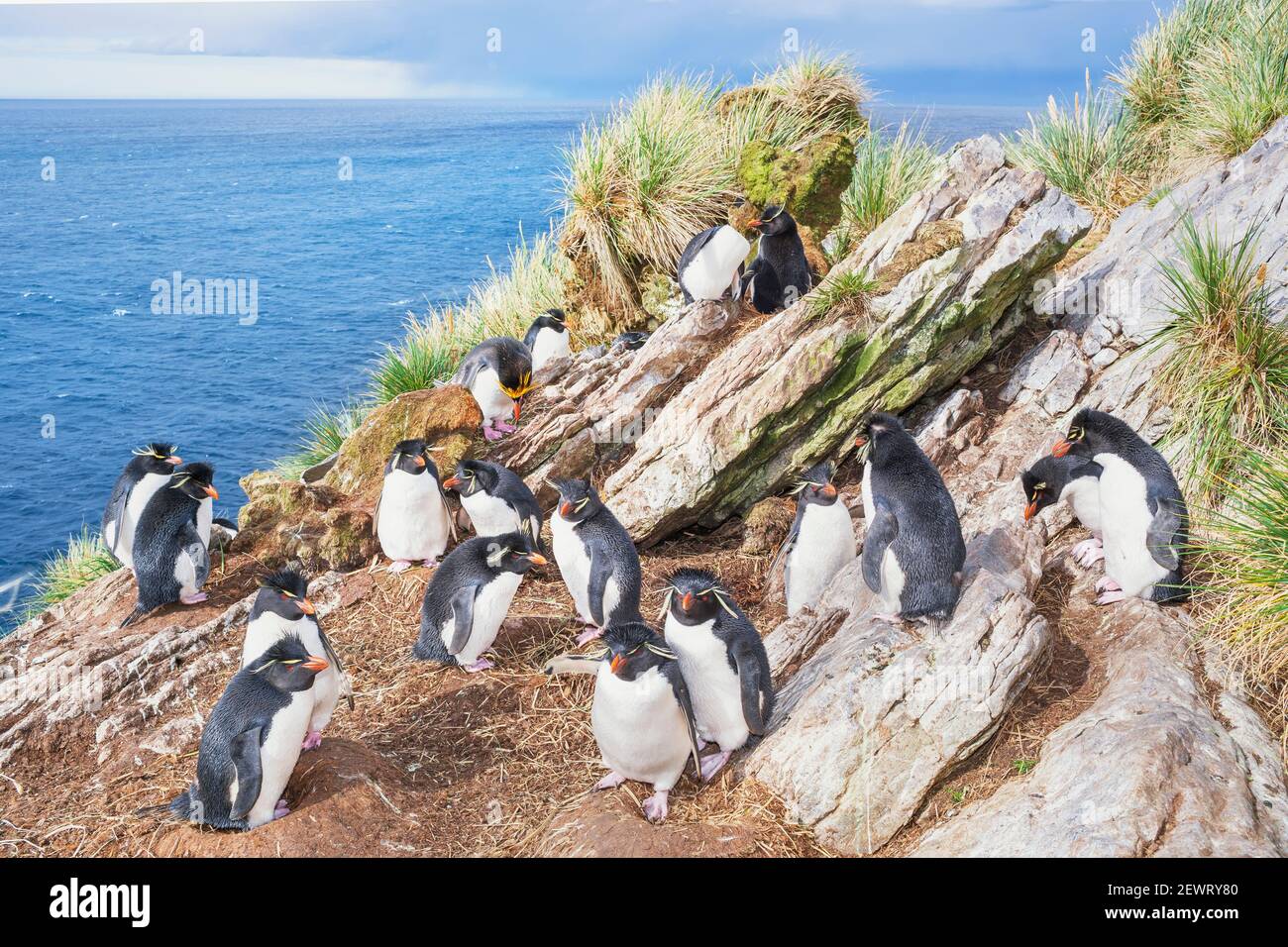 Gruppo di pinguini rockhopper (Eudyptes crisocome crisocome) su un isolotto roccioso, Falkland orientale, Isole Falkland, Sud America Foto Stock