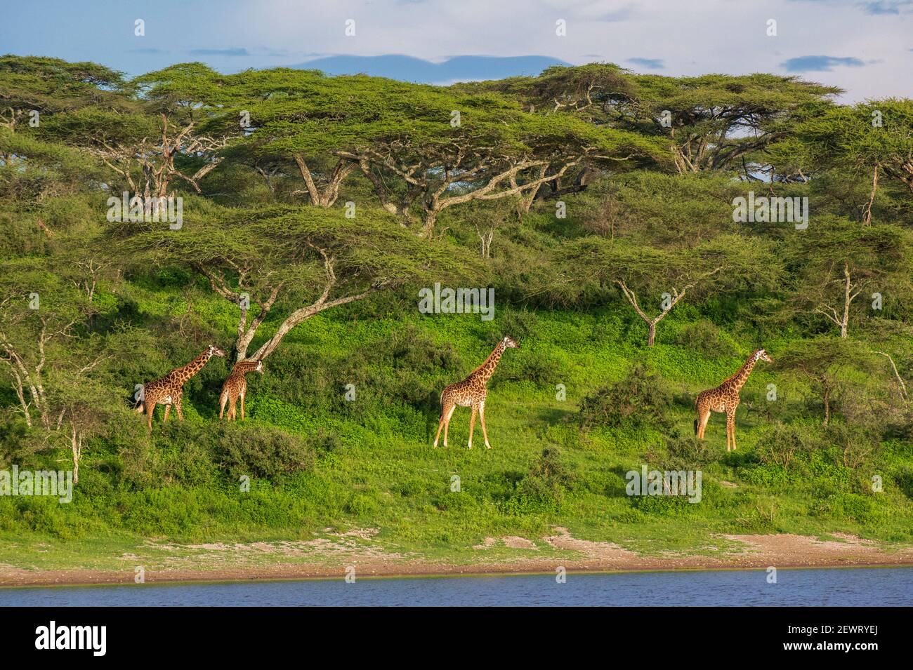 Masai giraffe (Giraffa camelopardalis tippelskirchi), Ndutu, Area protetta di Ngorongoro, Sito Patrimonio dell'Umanità dell'UNESCO, Serengeti, Tanzania Foto Stock