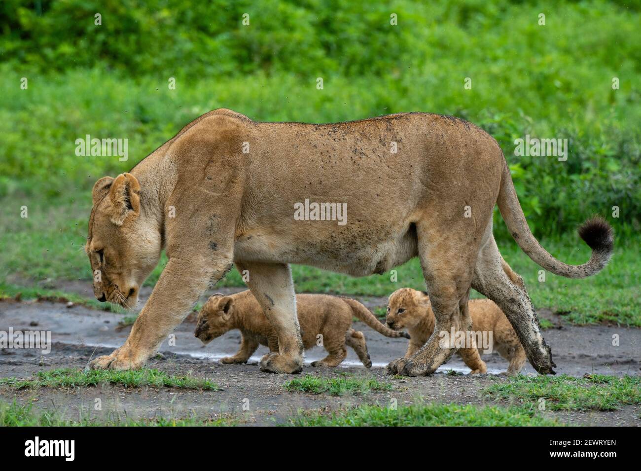 Una leonessa (Panthera leo) con i suoi cuccioli di quattro settimane, Ndutu, Ngorongoro Conservation Area, Serengeti, Tanzania, Africa orientale, Africa Foto Stock