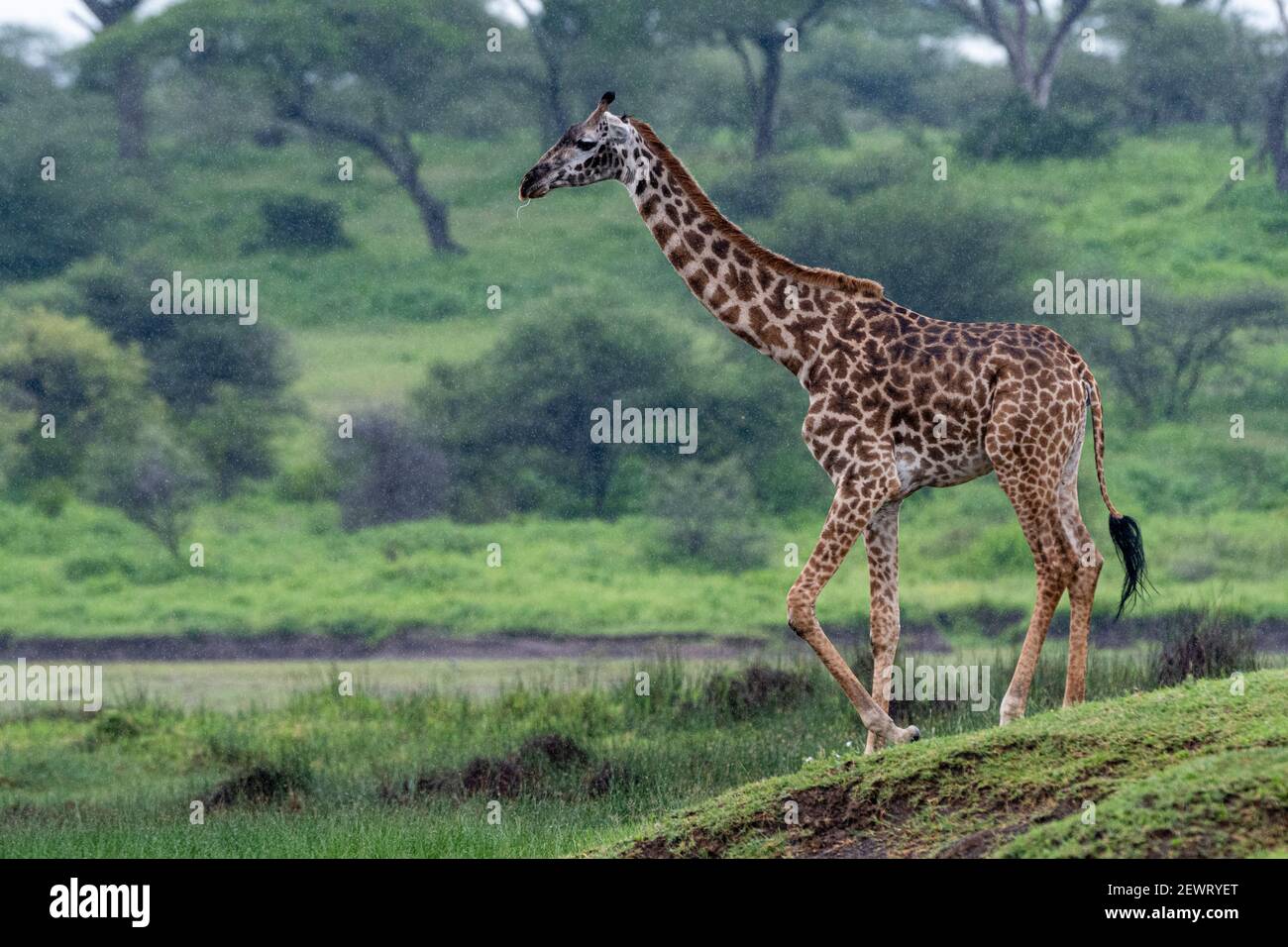 Masai giraffe (Giraffa camelopardalis tippelskirchi), Ndutu, Area protetta di Ngorongoro, Sito Patrimonio dell'Umanità dell'UNESCO, Serengeti, Tanzania Foto Stock