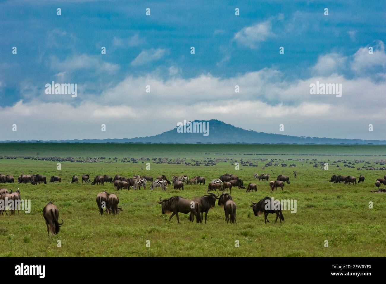 Salici (Connochaetes taurinus) e pianure zebre (Equus quagga) pascolo, Ngorongoro conservazione Area, UNESCO, Serengeti, Tanzania Foto Stock