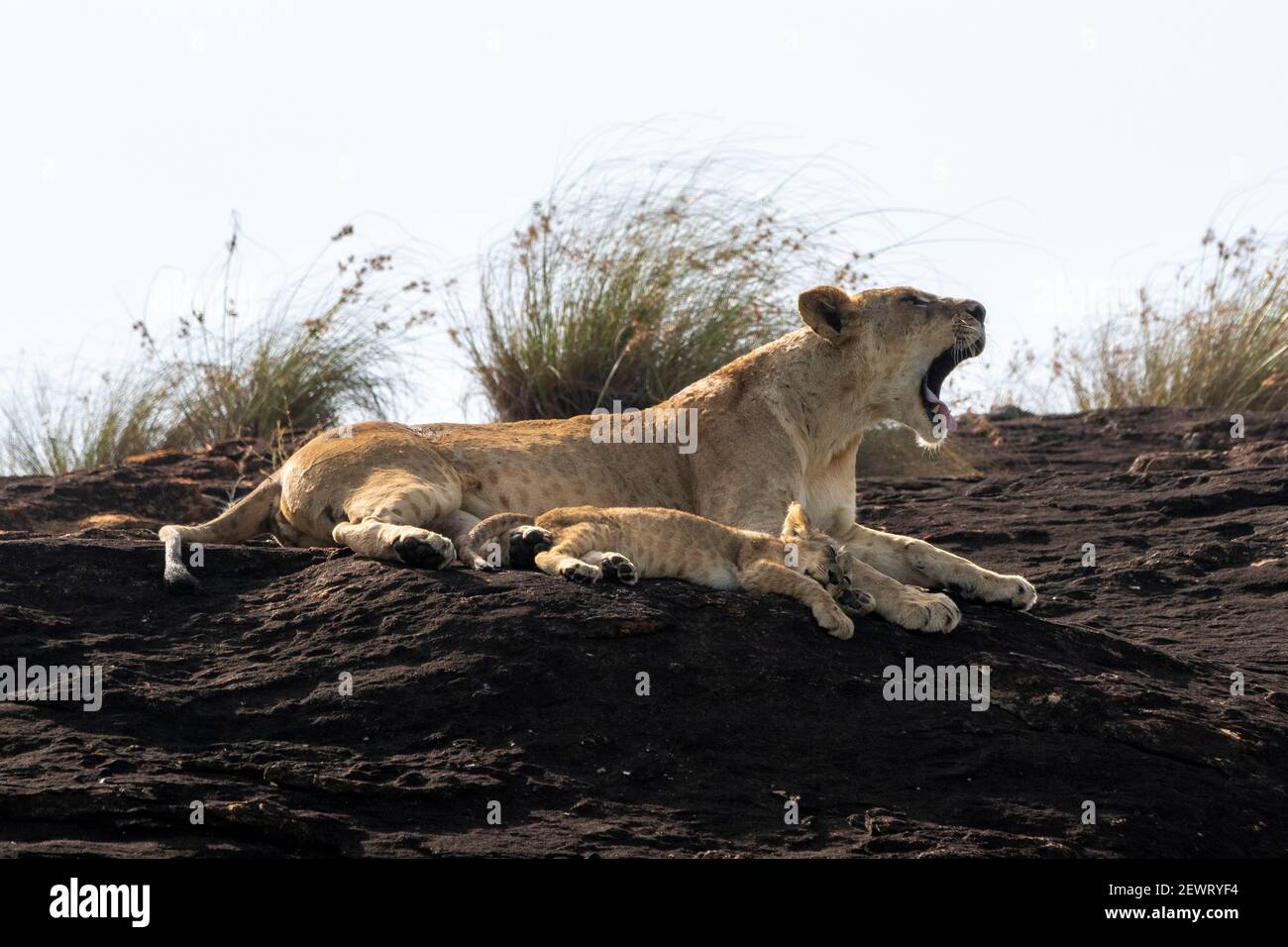 Leonessa e cub sulla roccia del leone, un promontorio che ha ispirato il film di Disney il re del leone, Lualenyi, Kenia, Africa orientale, Africa Foto Stock