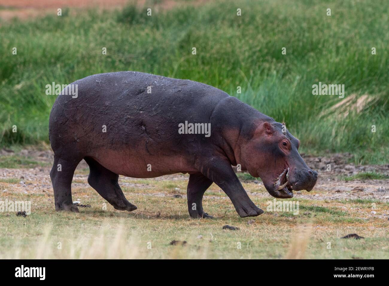 Hippopotamus (Hippopotamus anfibio), Lago Jipe, Parco Nazionale Tsavo Ovest, Kenya, Africa Orientale, Africa Foto Stock