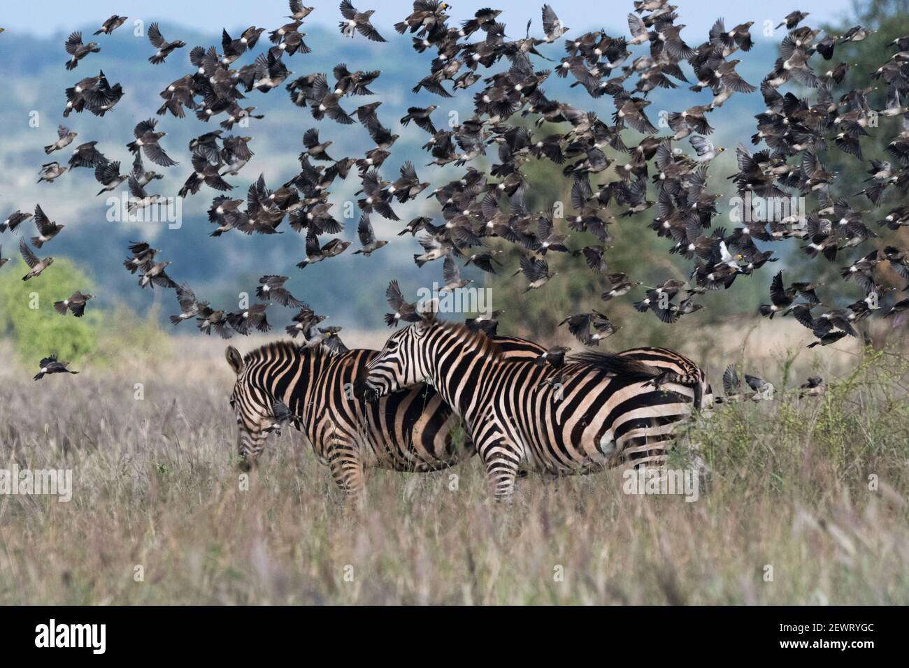 Fienile (Hirundo rustica), sorvolando due zebre pianeggianti (Equus quagga), Tsavo, Kenya, Africa Orientale, Africa Foto Stock