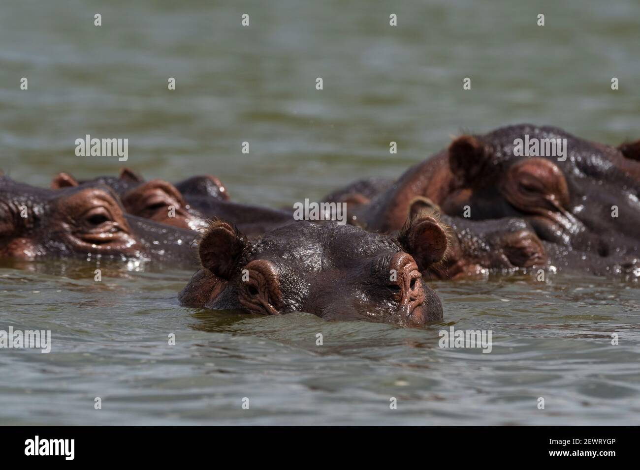 Hippopotamus (Hippopotamus anphibius), Lago Jipe, Tsavo, Kenya, Africa orientale, Africa Foto Stock