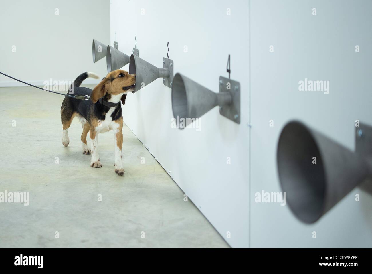 Sammy, cane da cecchino, ha ritratto durante un momento di stampa sull'addestramento dei cani di rilevamento COVID-19, al K9 Detection, a Bredene, mercoledì 03 marzo 2021. Be Foto Stock