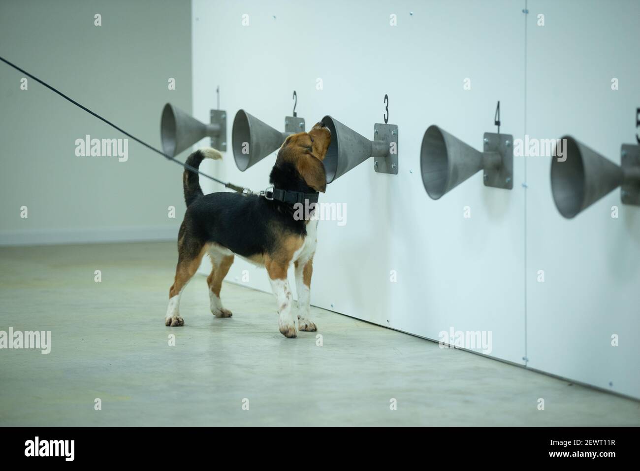 Sammy, cane da cecchino, ha ritratto durante un momento di stampa sull'addestramento dei cani di rilevamento COVID-19, al K9 Detection, a Bredene, mercoledì 03 marzo 2021. Be Foto Stock