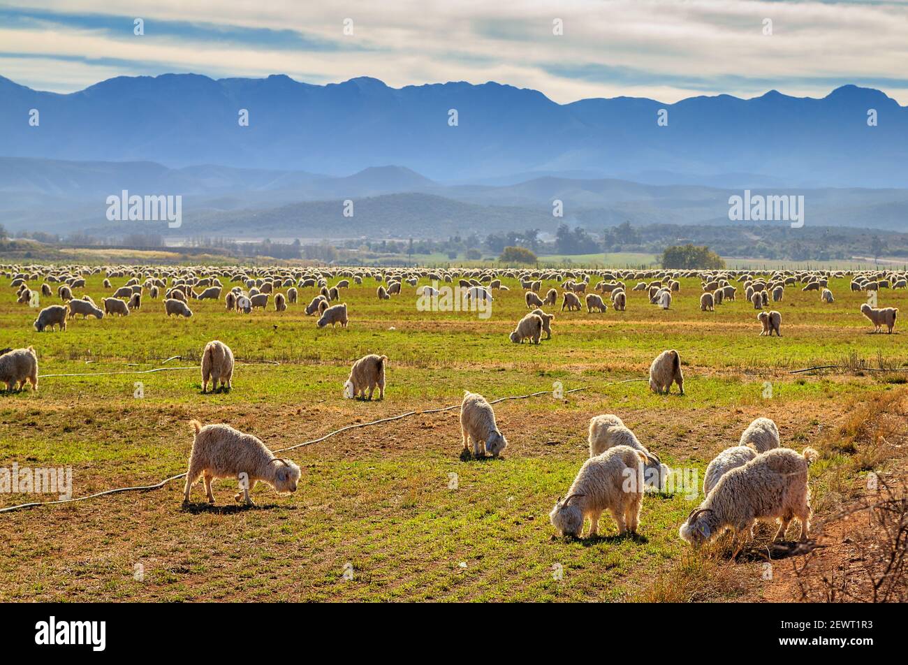 Capre di Angora ai piedi delle montagne Swartberg Sud Africa Foto Stock