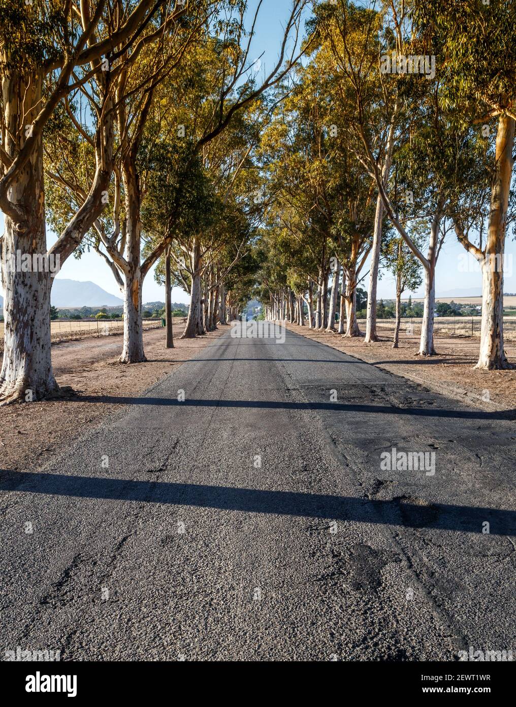 Un viale di alberi di gomma blu al mattino presto Area di Ceres Provincia del Capo Occidentale Sud Africa Foto Stock