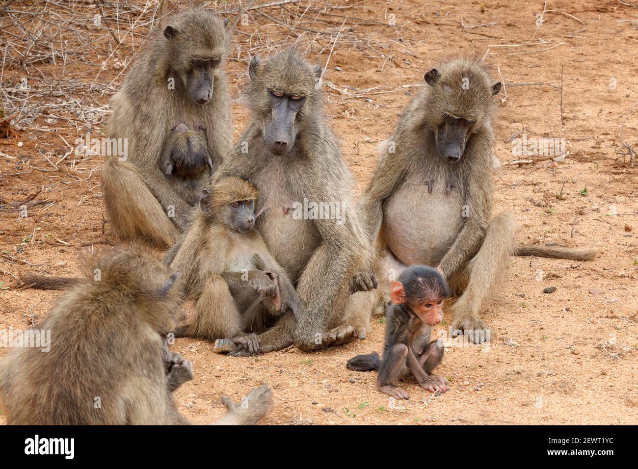 Chacma Baboons a piacere Foto Stock