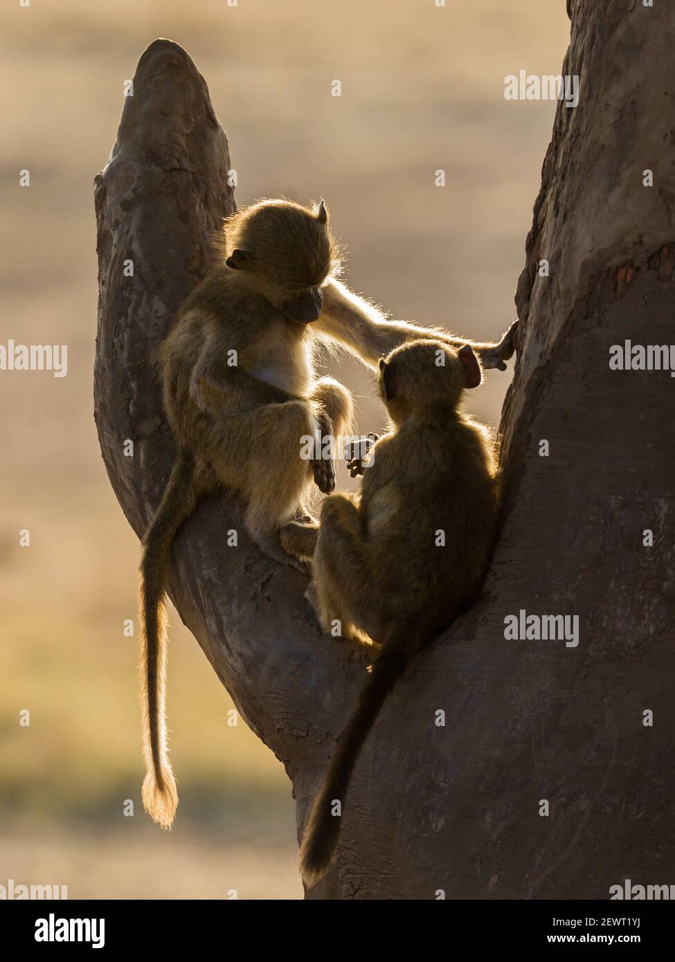 Chacma Baboons a piacere Foto Stock