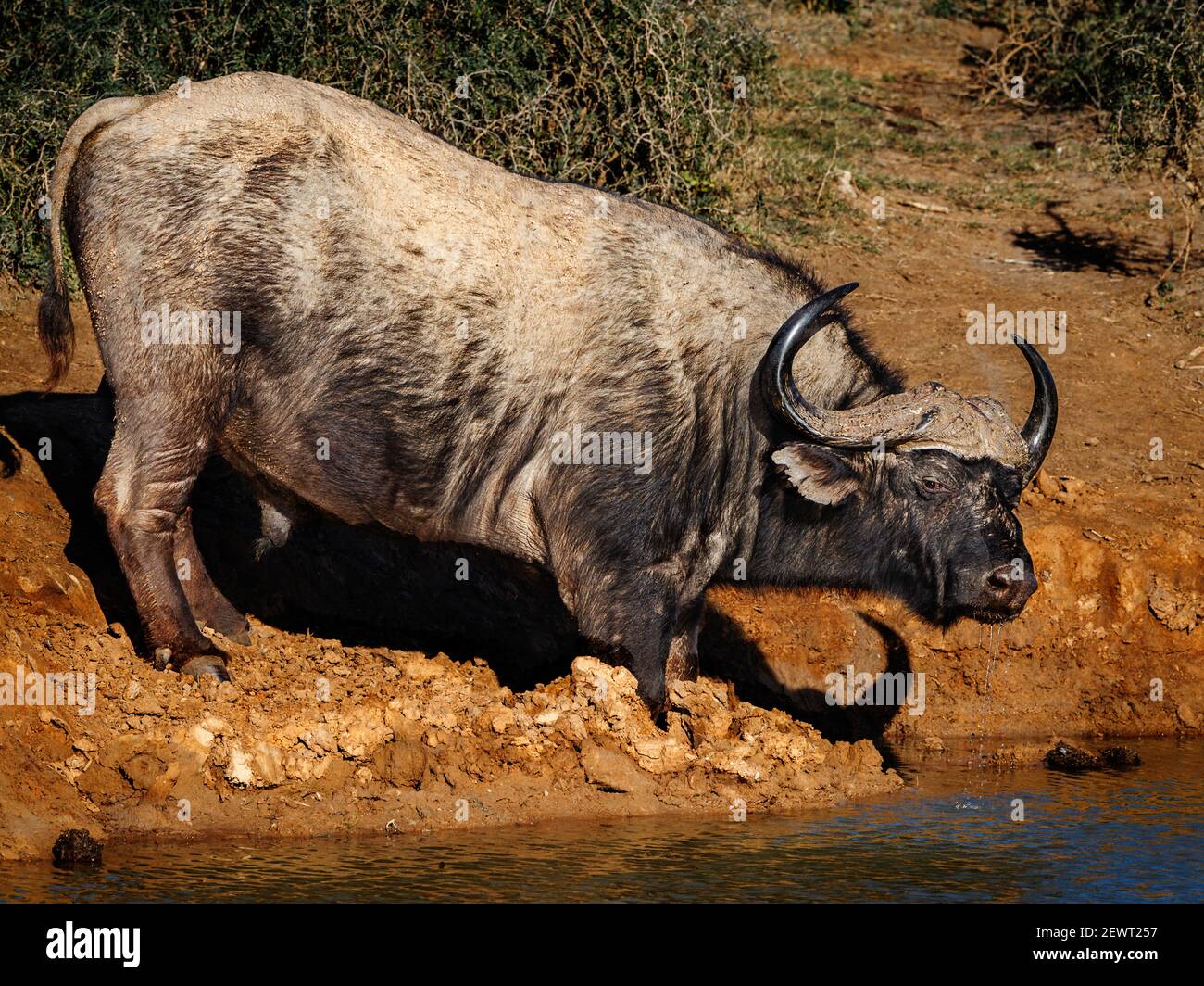 Il bufalo africano o bufalo di Capo, è un grande bovino africano. Entrambi i sessi hanno corna, quelli dei tori sono caratterizzati da un boss pesante Foto Stock
