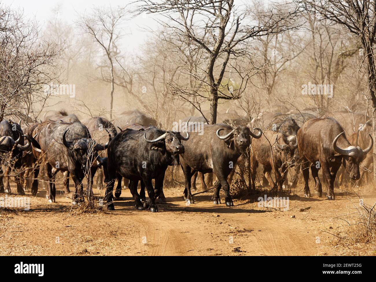 Il bufalo africano o bufalo di Capo, è un grande bovino africano. Entrambi i sessi hanno corna, quelli dei tori sono caratterizzati da un boss pesante Foto Stock