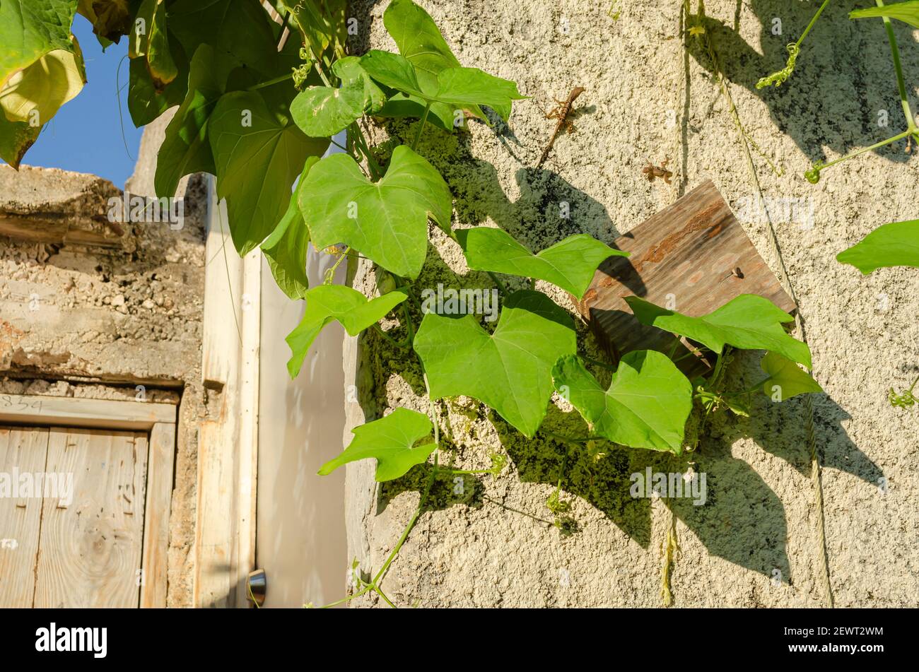 Christophine (Cho cho) aggancia un muro Foto Stock