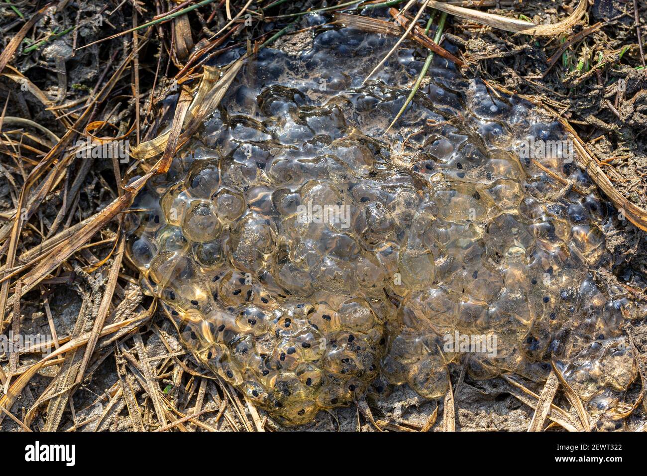Frogspawn in fango sulla corsia di campagna, Contea di Kerry, Irlanda Foto Stock