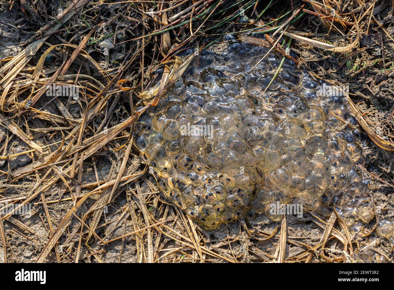 Frogspawn in fango sulla corsia di campagna, Contea di Kerry, Irlanda Foto Stock