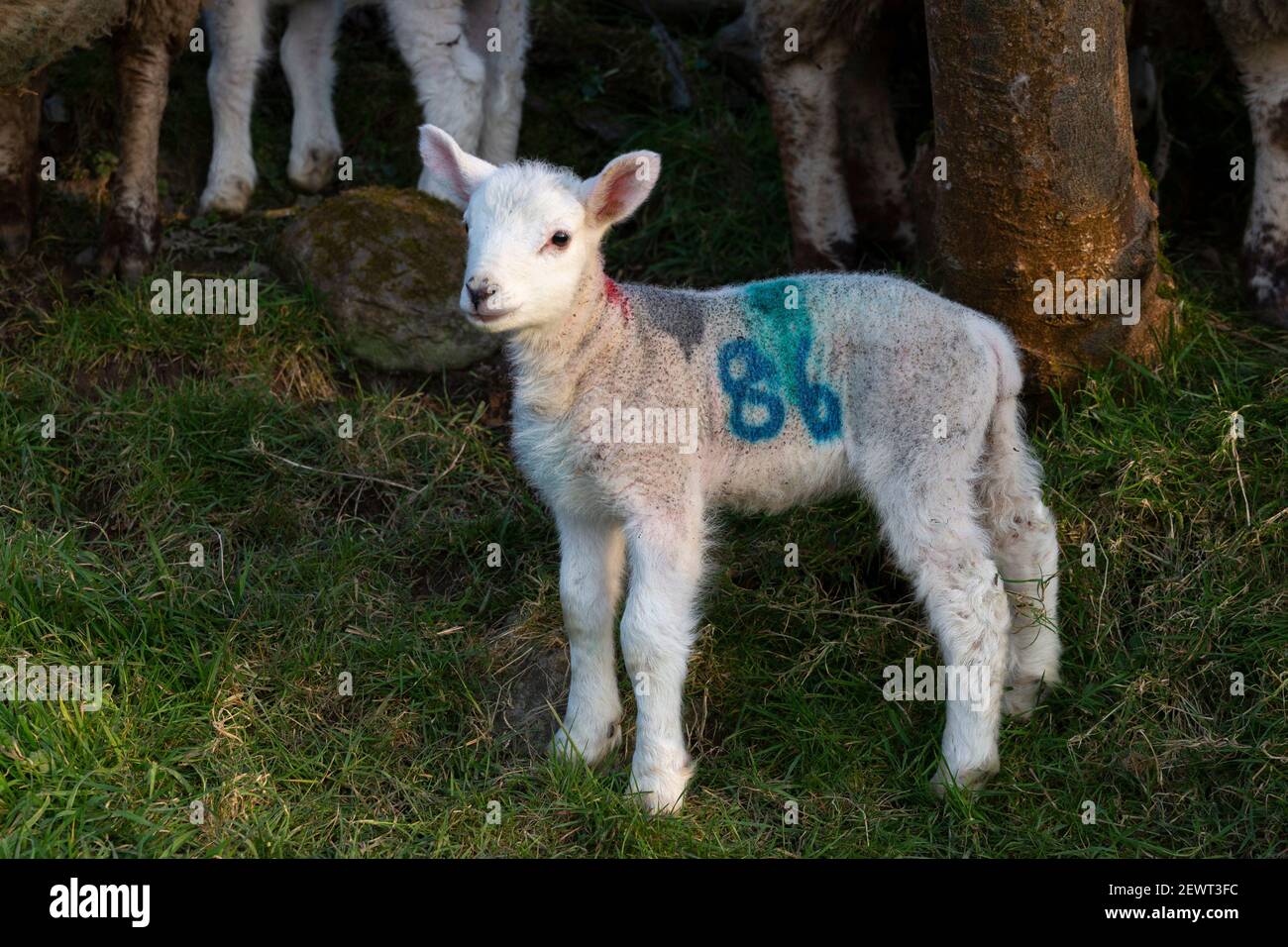 Agnello primaverile appena nato in fattoria a Portmagee, contea di Kerry, Irlanda Foto Stock