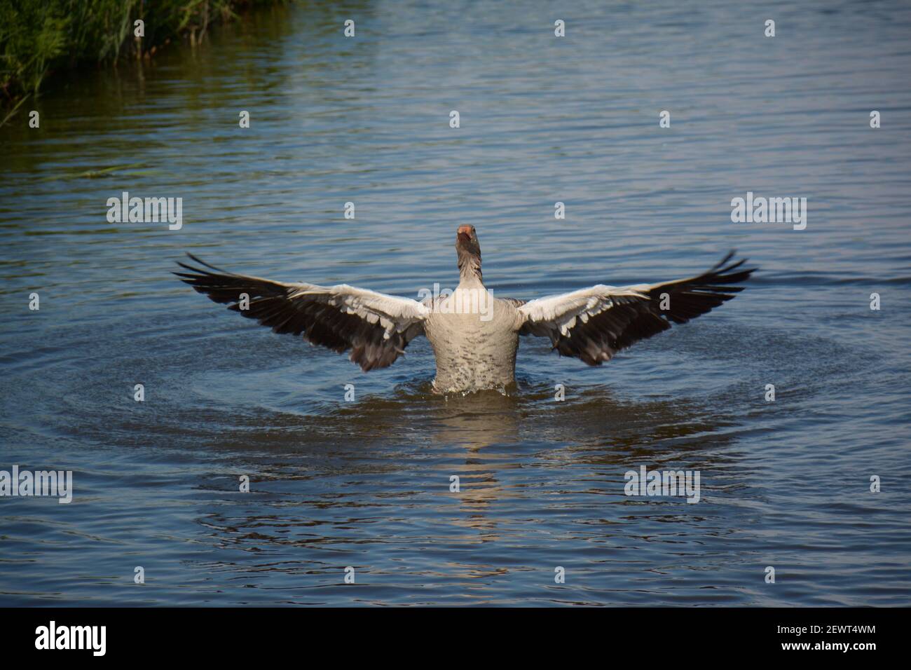 Un'oca Graylag singola (Anser anser), parzialmente sommersa in acqua e ha le sue ali spalancate, ad Amsterdam, Paesi Bassi. Foto Stock