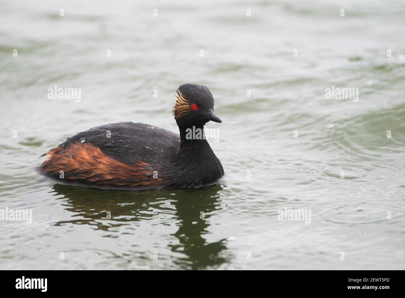 Un grebe dal collo nero in un lago, in Germania, in Europa Foto Stock