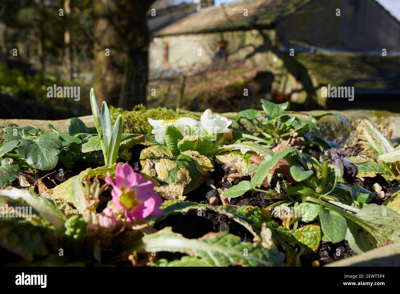 Una singola goccia di neve cresce tra le pansies fiorenti invernali in i trogoli di pietra iniziano a fiorire su un vialetto Foto Stock