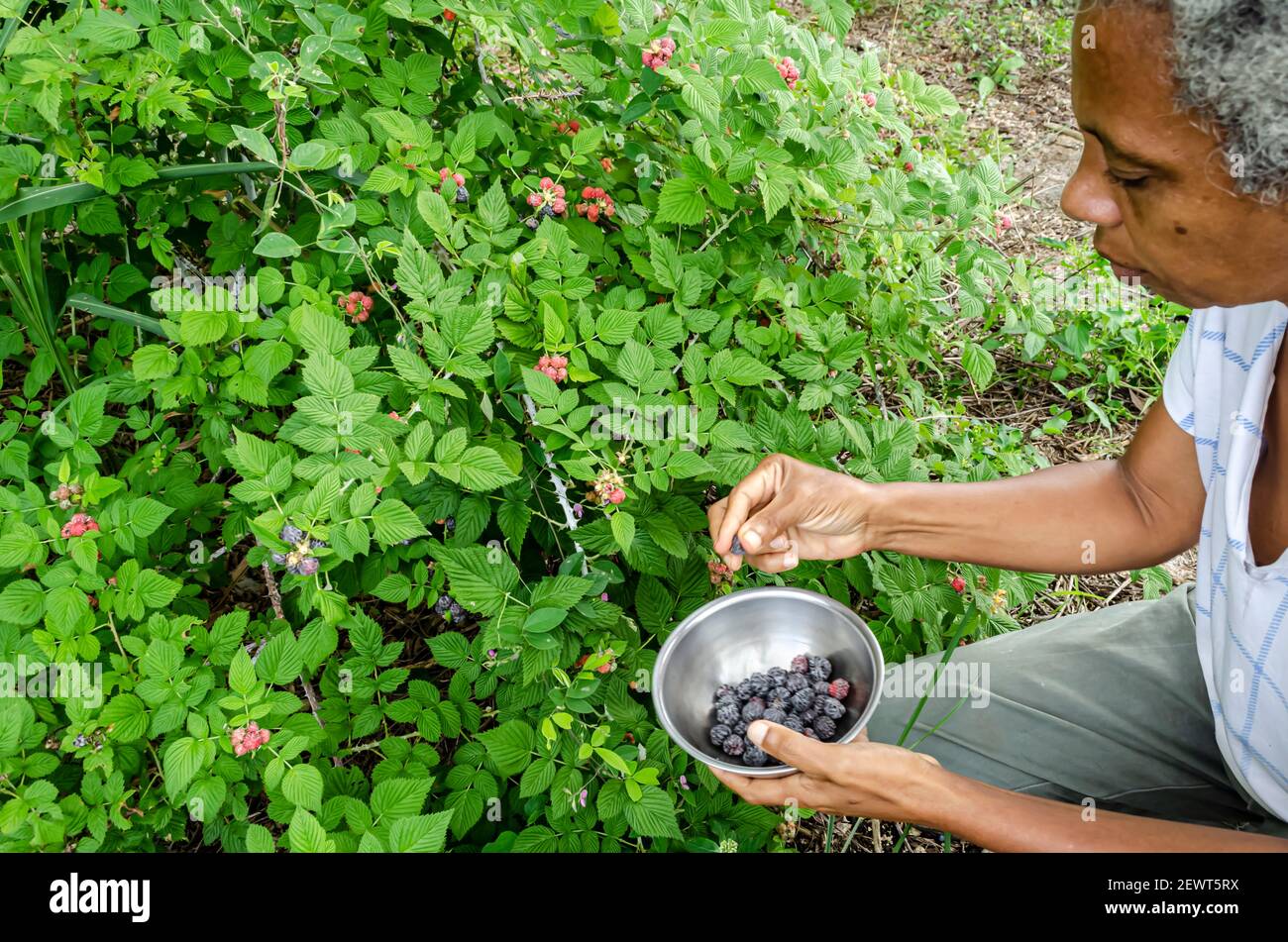 Donna che rapisce il lampone nero Foto Stock