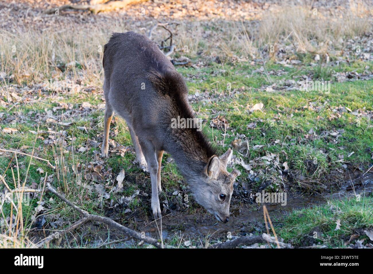 fila cervo si inclina in avanti per prendere un po 'd'acqua fuori un flusso Foto Stock