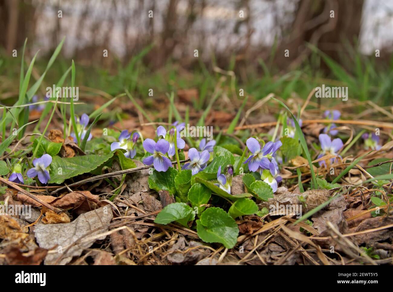 Viola fiore sullo sfondo del giardino Foto Stock