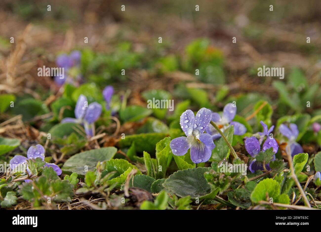 Dolce violetta in fiore in primavera primo piano. Natura sfondo. Viola comune, o viola giardino. Foto Stock