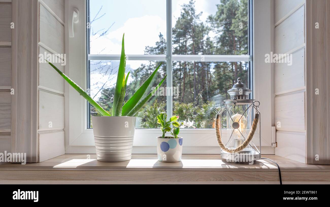 Gruppo di piante casalinghe su davanzale di legno bianco in una camera in stile scandinavo. Stile di vita della decorazione domestica Foto Stock