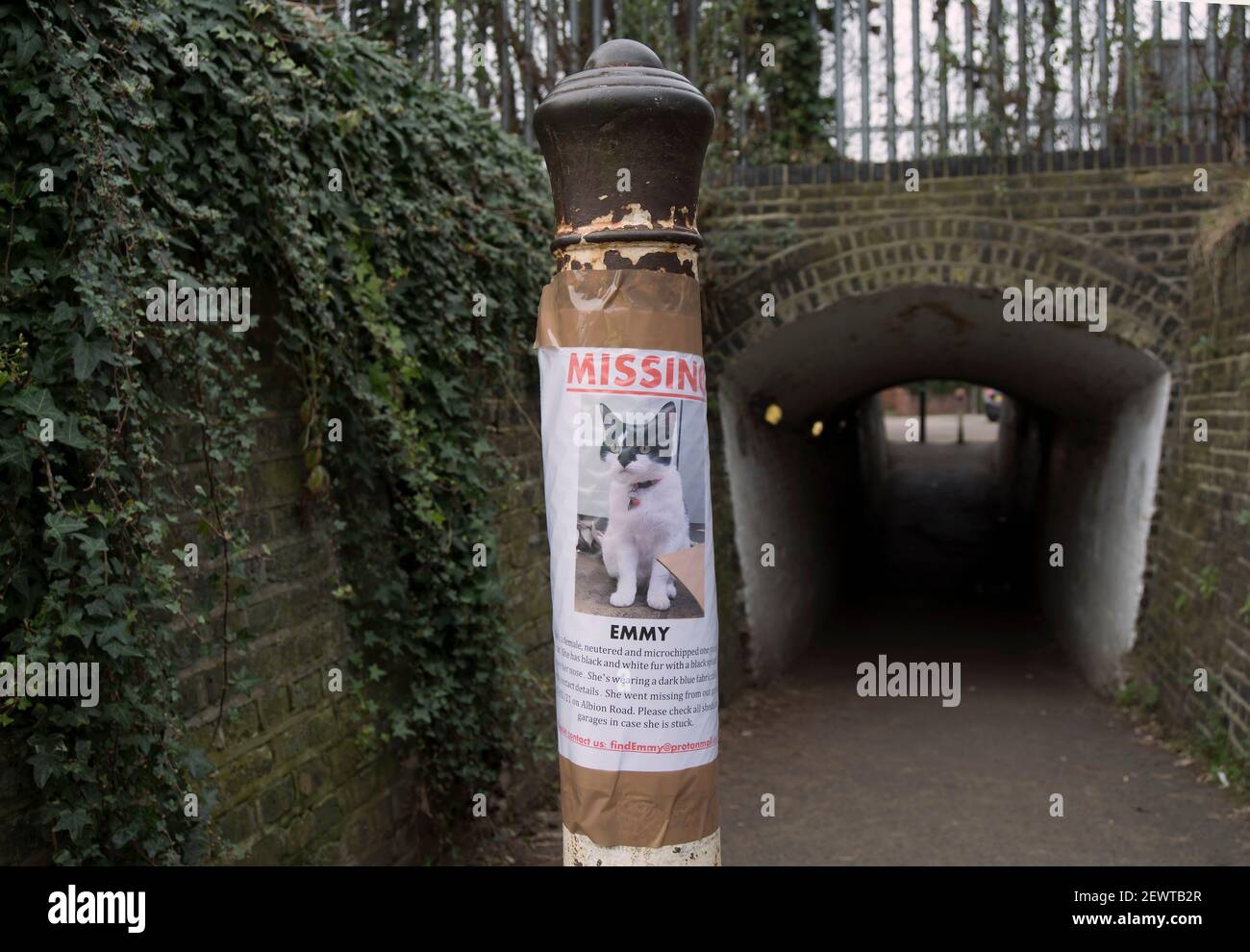 poster fatto in casa per un gatto mancante chiamato emmy, a twickenham, middlesex, inghilterra Foto Stock