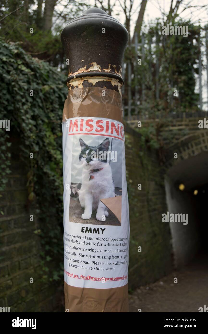 poster fatto in casa per un gatto mancante chiamato emmy, a twickenham, middlesex, inghilterra Foto Stock