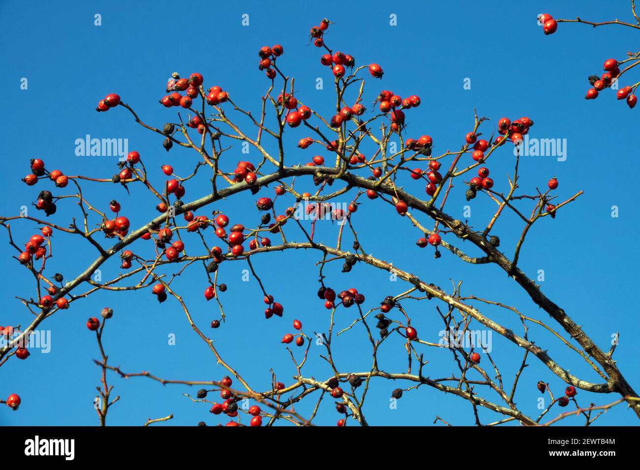 Rosa cane Rosa canina bacche rosse rosa fianchi, cielo limpido Foto Stock