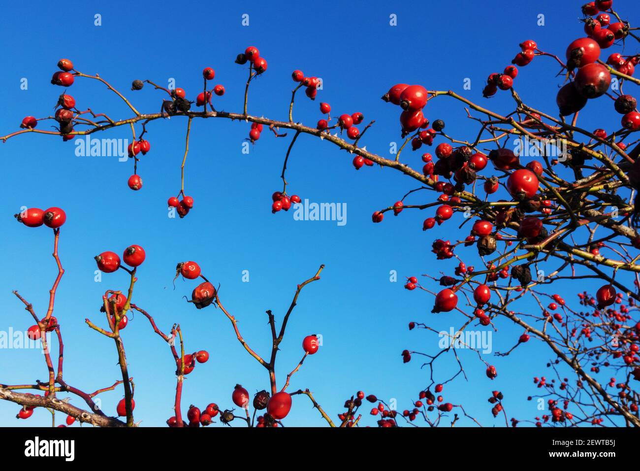 Rosa canina cane rosa Rose fianchi bacche blu cielo sfondo Foto Stock